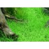 AQZ Eleocharis parvula Rastliny: /in-Vitro LAB Ø 7 cm/