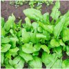 BIO špenát siaty Palco F1 - Spinacia oleracea L. - bio semená špenátu - 70 ks