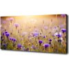 Foto obraz na plátne Plolní kvety 100x50 cm