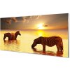 Sklenený obraz Zebry voda západ slnka 100x50 cm