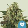 Royal Queen Seeds Cannabis Seeds Medical Mass Feminized (High CBD) 10 ks