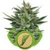 Royal Queen seeds Quick One neobsahují THC 5 ks