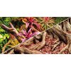 Hobby pozadie obojstranné Jungle / Strangler Fig 60 cm x 25 m