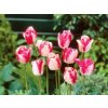 Tulipán Mata Hari 7 ks v balení