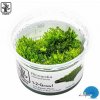 Tropica Riccardia chamedryfolia 1-2 Grow!