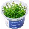 Ludwigia arcuata - InVitro