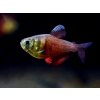 Aquascaperi Tetra červená - Hyphessobrycon / flammeus