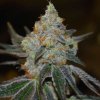 Expert Seeds - Afghan Skunk 15 ks - Semená neobsahujú THC