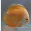 Discus Yellow / Golden Melon 10-12cm - Symphysodon discus