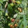 BIO Paradajka kokteilová Brown Berry - Solanum lycopersicum - bio semená - 7 ks