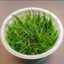 Eleocharis acicularis - Bahnička ihlovitá