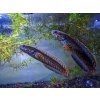 Aquascaperi Hadohlavec Bleherov - Channa / bleheri