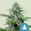 Royal Queen Seeds Auto proti stresu zo semien kanabisu (vysoké CBD) 25 pcs