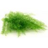 Stabilizovaná papraď Air svetlo zelená ( Sertularia )