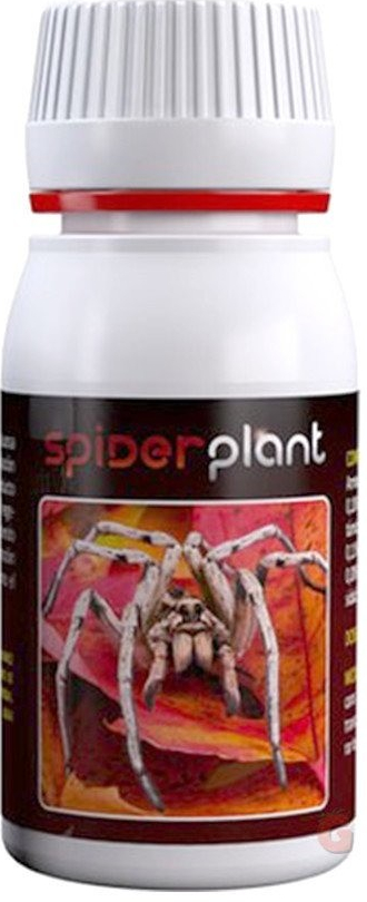 Spider Plant 60ml