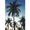 Esta Home, Vliesová fototapeta s palmami 158849, 186 x 279 cm, Regatta Crew