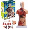 ANATOMICKÝ MODEL ĽUDSKÉHO TELA, ĽUDSKÉ ORGÁNY, ANATÓMIA ĽUDSKÉHO TRUPU