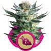 Royal Queen seeds Fruit Spirit neobsahují THC 5 ks