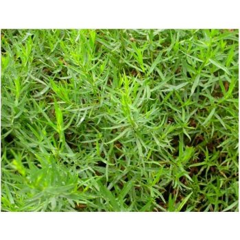 Palina dračia - Estragon - semienka Estragonu - rastlina Artemisis dracunculus - 500 ks