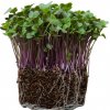Metro Chef Microgreens - Kaleráb ružový