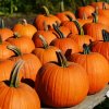 Tekvica F1 Aspen - Cucurbita pepo - semená - 4 ks