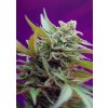 Black Jack Auto – 3 ks autoflowering semien Sweet Seeds