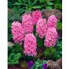 Hyacint 'Pink Surprise' 3 ks