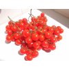 Hroznová cherry paradajka (semená)