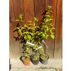 Drieň obyčajný (Cornus mas) veľkosť 60-90cm