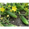 Bio Uhorka nakladačka Hokus - Cucumis sativus - predaj bio semien - 10 ks
