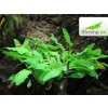 Kryptokoryna 'Green crisped leaf' - košík (Cryptocoryne wendtii)