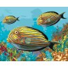 ZUTY Maľovanie podľa čísel ŽLTÉ RYBKY Rámovanie vypnuté plátno na rám Rozmer 80 x 100 cm