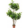 AKCIA!! 25FLK0807 STROM HIBISCUS 173CM