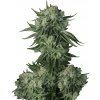 Fastbuds - Moby Dick Auto 1 ks - Semená neobsahujú THC