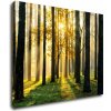 Impresi Obraz Osvietený les - 90 x 70 cm