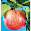 Malus domestica ´ Jakubky červené ´ podp. M26 Clt.9,5