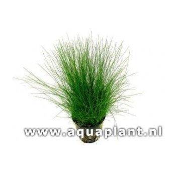 Eleocharis acicularis - Bahnička ihlovitá