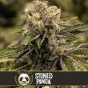 Blimburn Seeds Cannabis Seeds Stoned Panda Feminizované 3 ks