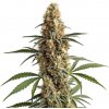 Blimburn Seeds - Mamba Negra 6 ks - Semienka neobsahujú THC