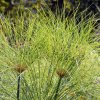 Papyrus - Cyperus papyrus - semená - 8 ks