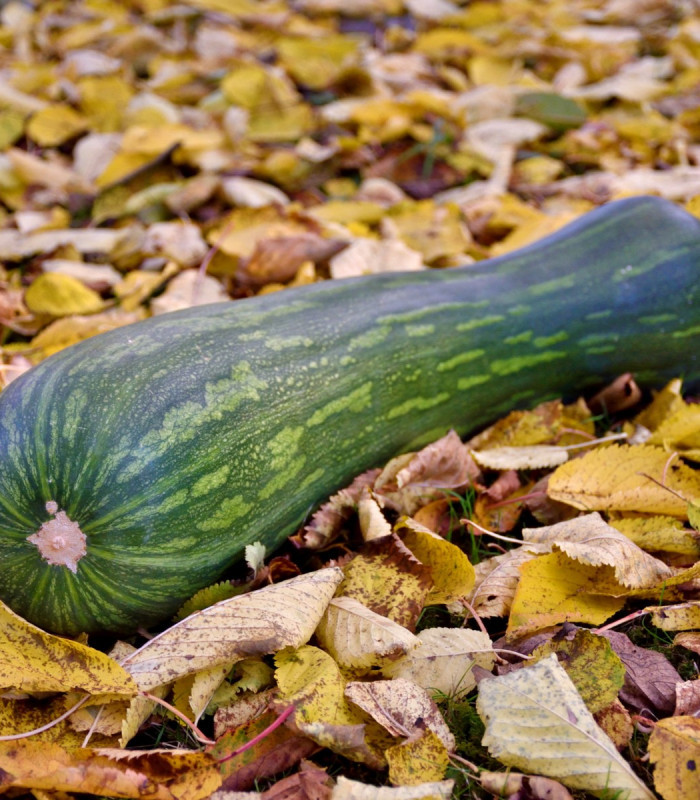 Tekvica Lunga di Napoli - Cucurbita moschata - semená tekvice - 5 ks