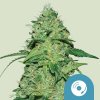 Royal Queen Seeds Joanne's CBD 0 % THC 5 ks Balenie: 3 ks