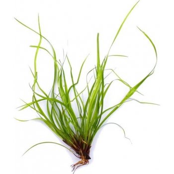 Juncus repens