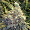 Nirvana Bubblelicious regular semena neobsahují THC 10 ks
