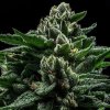 Ripper Seeds - DO-G 5 ks - Semená neobsahujú THC