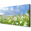 Obraz na plátne Lúka sedmokrásky príroda 100x50 cm