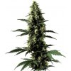 Blimburn Seeds - Silver Surfer Haze 9 ks - Semienka neobsahujú THC