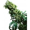 Sensi Seeds Northern Lights #5 x Haze semena neobsahuji THC 5 ks