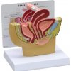 Model ženskej panvy (Anatomické modely)