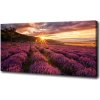 Foto obraz na plátne Pole levanduľa 100x50 cm